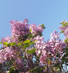 Цветущая сирень в Райчихинске