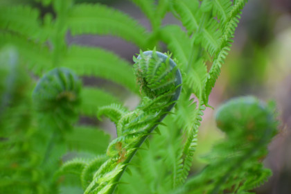 Лесной лотос, пгт Февральск