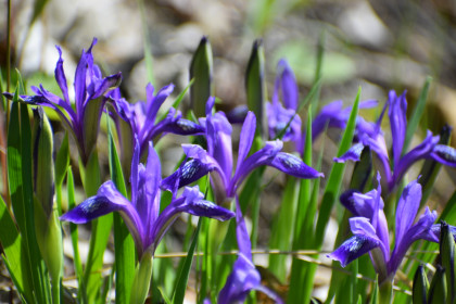 Ирис-касатик, пгт Февральск