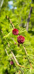 Распускающаяся ель, г. Шимановск