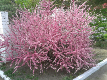 Сакура, г. Шимановск