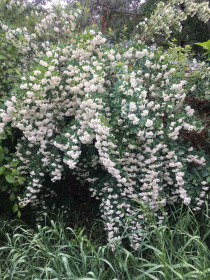 Чубушник в Благовещенске