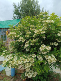 Ой, цветёт калина... с. Верхнеблаговещенское