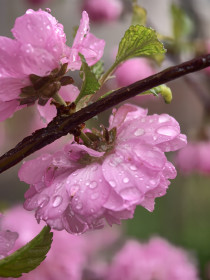 Сакура под дождем, г. Благовещенск