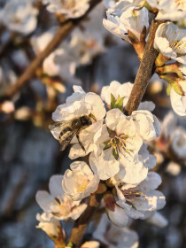 Пчелка на вишне в закатном солнце, г. Благовещенск
