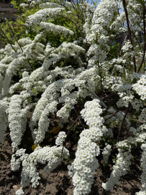 Спирея Вангутта, г. Благовещенск