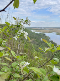 Яблонька на Белой горе, г. Белогорск