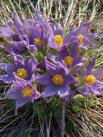 Подснежники, г. Зея