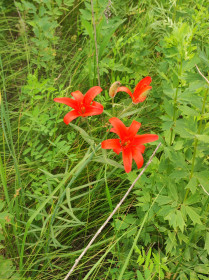 Саранки, Михайловский район