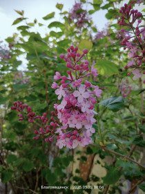 Ветка сирени, г. Благовещенск