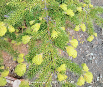 Мохнатые лапки елочки, г. Благовещенск