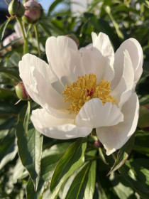 Пион, г. Благовещенск