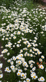 Ромашки из Тутаула