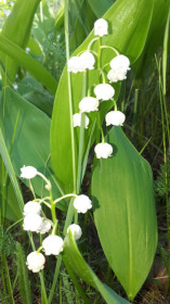 Ландыши из Тутаула