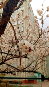 Цветущий абрикос Тутаула