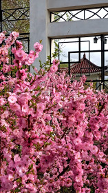 Сакура в парке Дружбы в Благовещенске