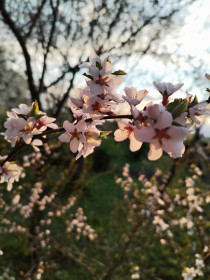 Цветущая вишня на закате, с. Нижняя Ильиновка