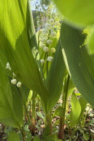 Ландыши, г. Благовещенск