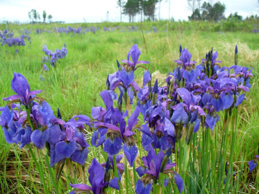 Ирисы в лесу, г. Шимановск