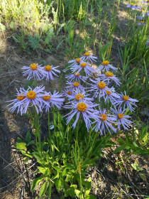 Ромашки лесные, г. Шимановск