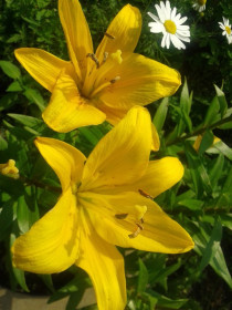 Жёлтые лилии, г. Шимановск