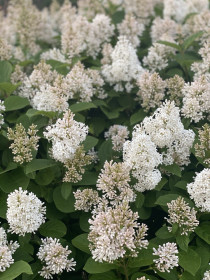 Белая сирень, г. Благовещенск