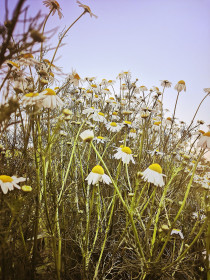 Ромашковое лето, г. Благовещенск