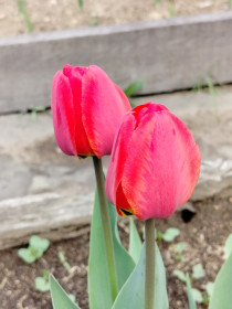 Тюльпаны на даче, с. Тутаул