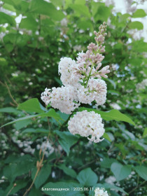 Ветка белой сирени, г. Благовещенск