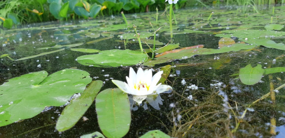 Кувшинка на амурском озере в Белогорье