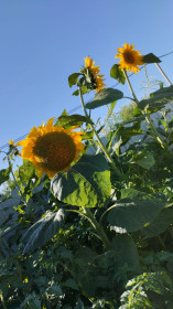 Яркие подсолнухи в с. Белогорье