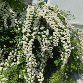 Спирея в дворах Благовещенска