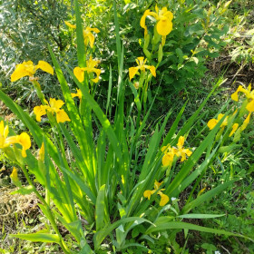 Ирисы на улицах Благовещенска