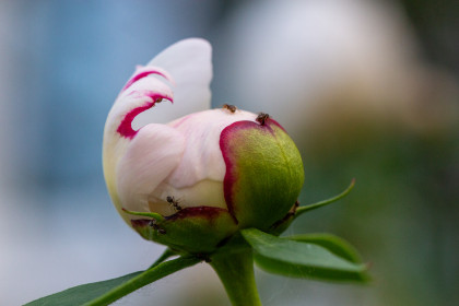 Пион в Благовещенске
