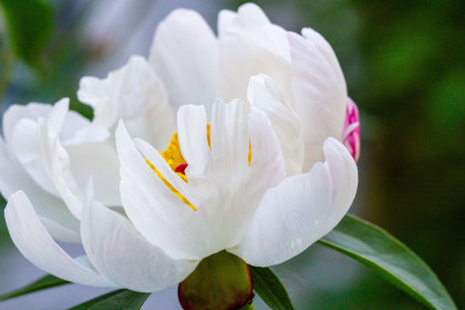 Пион в Благовещенске