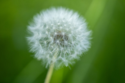 Одуванчик в Благовещенске