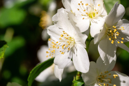 Чубушник в Благовещенске