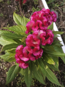 Целозия гребенчатая, с. Белогорье