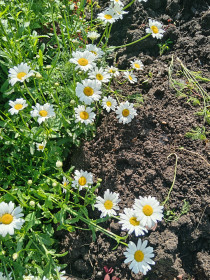 Ромашка: полевой цветок, лекарственный. г. Благовещенск