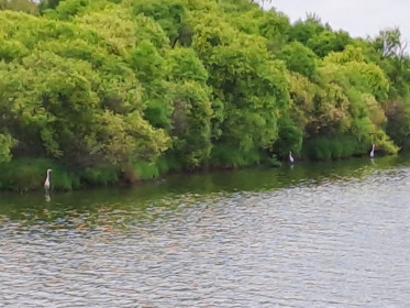 Ивы над озером рядом с трассой Благовещенск — Райчихинск