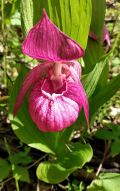 Цветок Башмачок, с. Грибское.