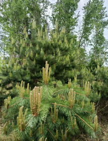 Побеги сосны, с. Грибское