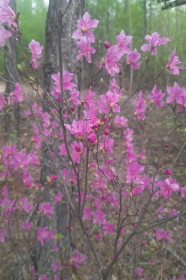 Рододендрон, п. Маревый