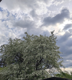Яблоня во цвету, п. Соловьевск