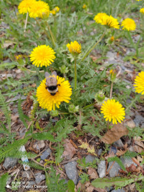Одуванчики и сбор нектара пчелами, п. Соловьевск