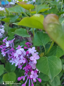 Цветущая сирень, п. Соловьёвск