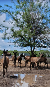 Маралы в тени черёмухи. с. Грибское