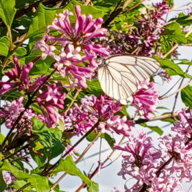 Красавицы — сирень и бабочка