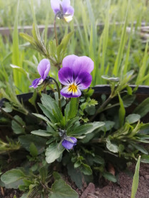 Анюткины глазки в Зейском округе