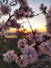Самый сладкий абрикос в саду, г. Благовещенск
